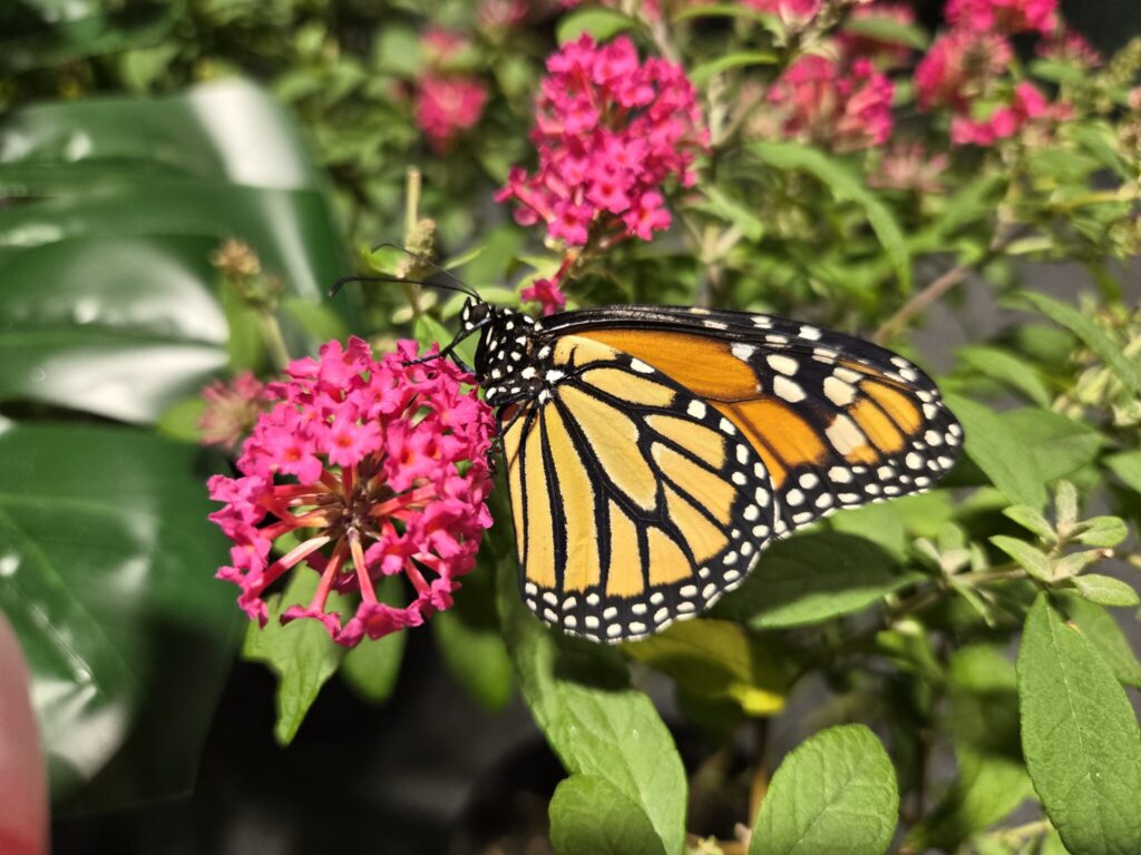 Wystawa żywych motyli. Magia tropików w sercu Działdowa na zdjęciu motyl / fot. wystawamotyli.pl