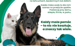 Mały gest, wielka moc – wystaw miskę!