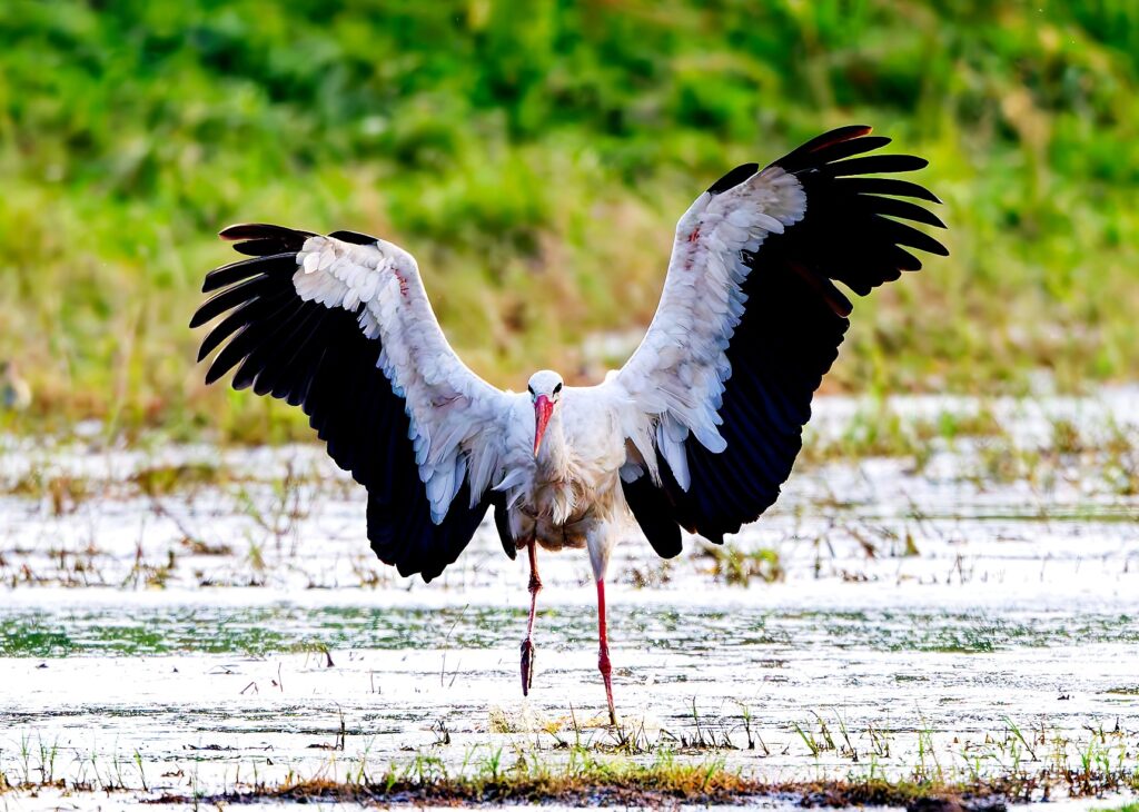 Bociany odlatują. To znak, że kończy się lato Bociany odlatują. To znak, że kończy się lato