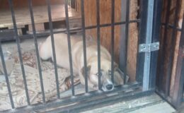 Weselne prezenty trafiły do Stowarzyszenia Psia Przystań w Lidzbarku