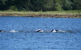 Hoffer Triathlon Działdowo 2025