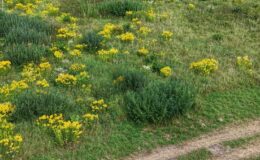 Miasto wystawia na sprzedaż atrakcyjne działki na Osiedlu Lidzbarska