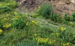 Miasto wystawia na sprzedaż atrakcyjne działki na Osiedlu Lidzbarska