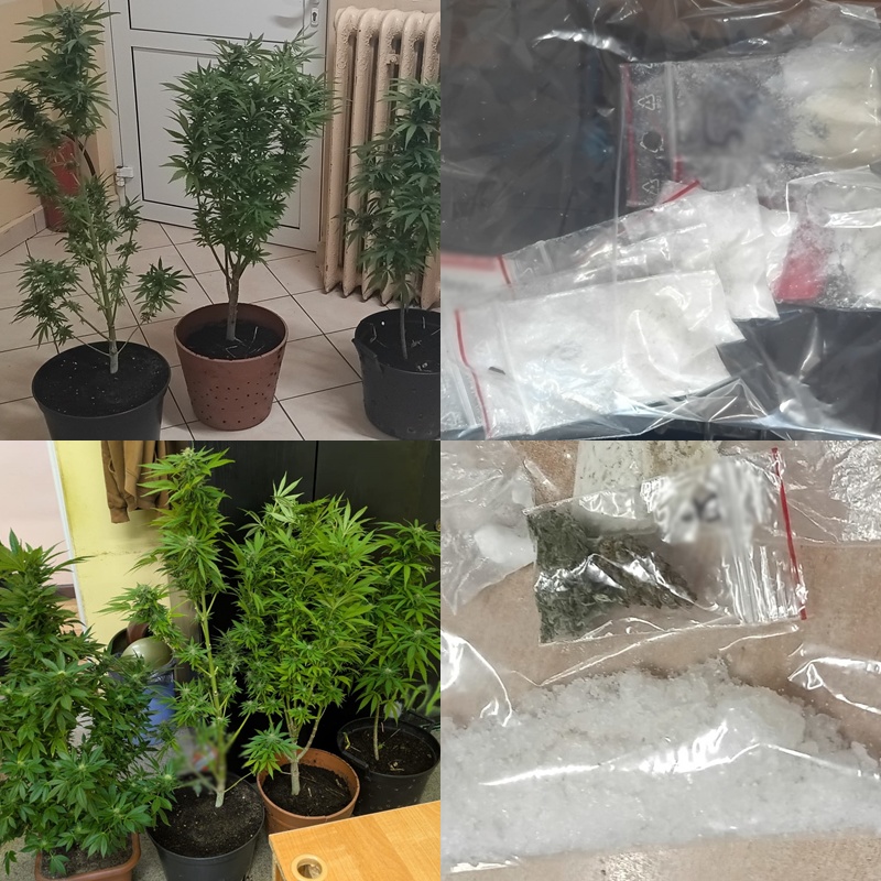 Pięć osób zatrzymanych z narkotykami kolaż zdjęć: zabezpieczone narkotyki i krzewy konopi /fot. policja