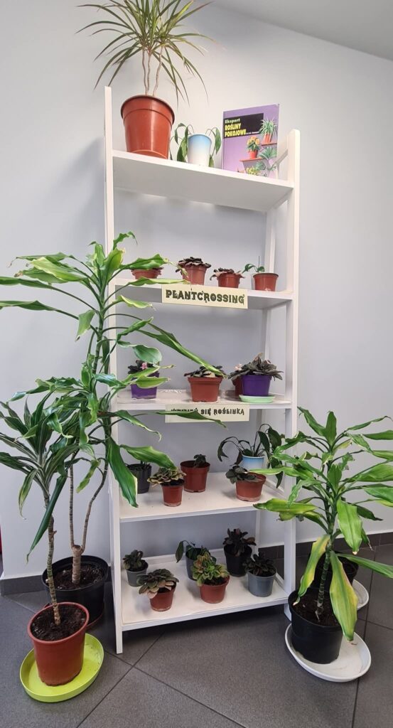 półka z roslinami w Miejskiej Bibliotece Publicznej w Działdowie
