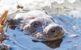 wydra / Fot. Maria Wilkowska/FOCUS