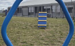 „Psi park” – wyjątkowe miejsce dla czworonogów
