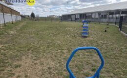 „Psi park” – wyjątkowe miejsce dla czworonogów