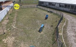 „Psi park” – wyjątkowe miejsce dla czworonogów