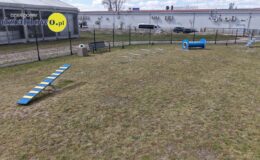 „Psi park” – wyjątkowe miejsce dla czworonogów