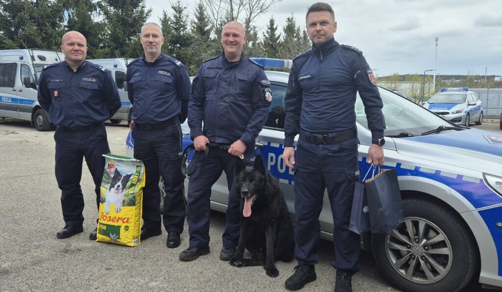 Po ponad 10 latach na zasłużoną emeryturę przeszedł służący w powiecie działdowskim w Komisariacie Policji w Lidzbarku Kalif. Czarny owczarek niemiecki był psem patrolowym. W 2016 roku przeszedł kilkumiesięczne specjalistyczne szkolenie dla psów policyjnych w Sułkowicach. Od początku służył w Komisariacie Policji w Lidzbarku, pod okiem przewodnika asp. Arkadiusza Kalisza w lidzbarskiej jednostce Policji. - Czworonożny funkcjonariusz podczas swojej służby patrolował ulice miasta, uczestniczył w zabezpieczeniach imprez masowych oraz brał udział w zatrzymywaniu przestępców - mówi oficer prasowy Justyna Nowicka. - Kalifa znają również najmłodsi. Niejednokrotnie swoją obecnością uświetniał festyny i lokalne imprezy plenerowe z udziałem mieszkańców powiatu, brał udział w działaniach profilaktycznych, a także pokazach tresury. Od 30 kwietnia Kalif odpoczywa na zasłużonej emeryturze. Zgodnie z obowiązującymi przepisami psiego funkcjonariusza przejął jego dotychczasowy opiekun asp. Arkadiusz Kalisz. Na pożegnanie ze służbą w obecności I Zastępcy Komendanta Powiatowego Policji w Działdowie, Komendanta Komisariatu Policji w Lidzbarku i Wojewódzkiego Koordynatora przewodników psów służbowych Komendy Wojewódzkiej Policji w Olsztynie otrzymał karmę, a jego opiekun podziękowanie za wspólne lata służby. (Na zdjęciu głównym funkcjonariusze Policji i pies Kalif pozują do pamiątkowej fotografii)